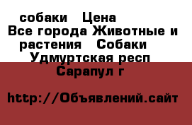 собаки › Цена ­ 2 500 - Все города Животные и растения » Собаки   . Удмуртская респ.,Сарапул г.